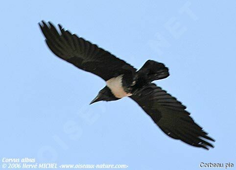 Pied Crow