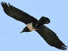 Pied Crow