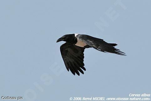 Pied Crow