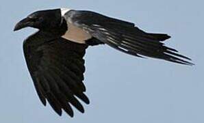 Pied Crow