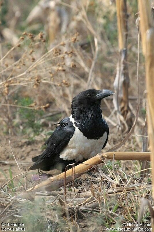 Pied Crowadult