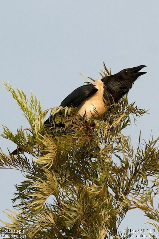 Pied Crowadult