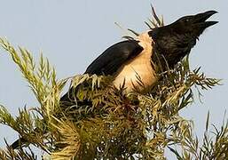 Pied Crow