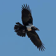 Pied Crow