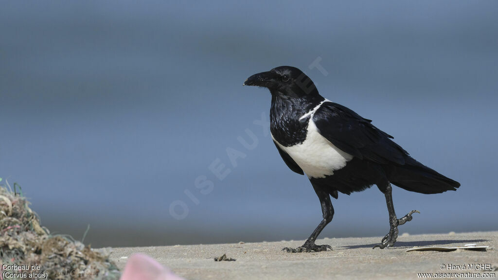 Pied Crow