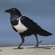 Pied Crow