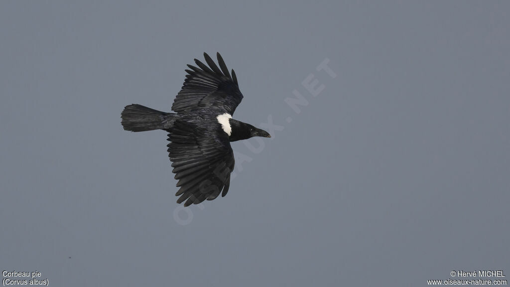 Pied Crow