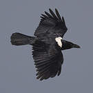 Corbeau pie