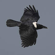 Pied Crow