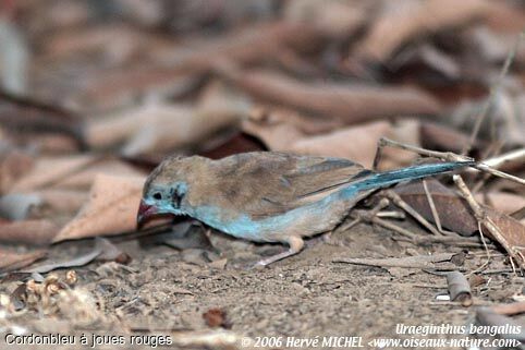 Red-cheeked Cordon-bleu