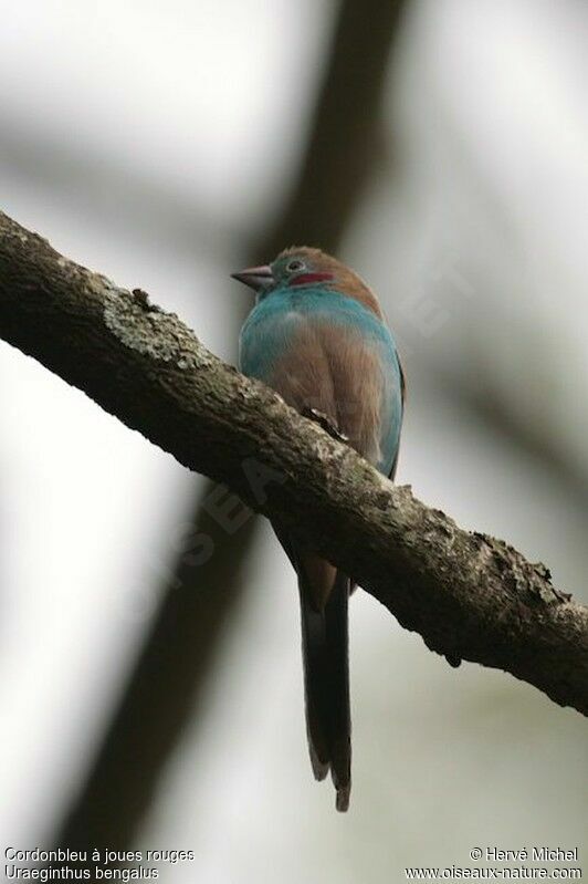 Red-cheeked Cordon-bleuadult