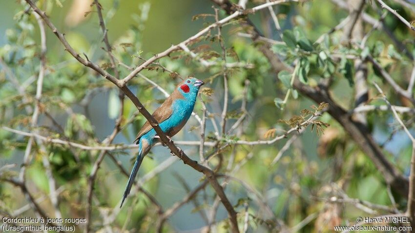 Red-cheeked Cordon-bleu male adult