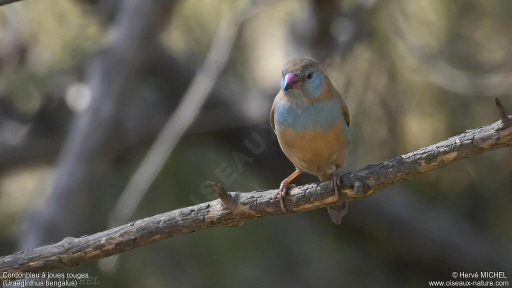 Red-cheeked Cordon-bleu female