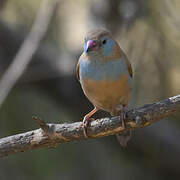 Red-cheeked Cordon-bleu