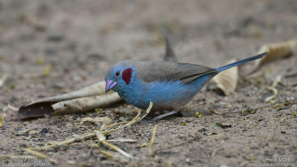 Red-cheeked Cordon-bleu male adult