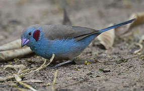 Red-cheeked Cordon-bleu