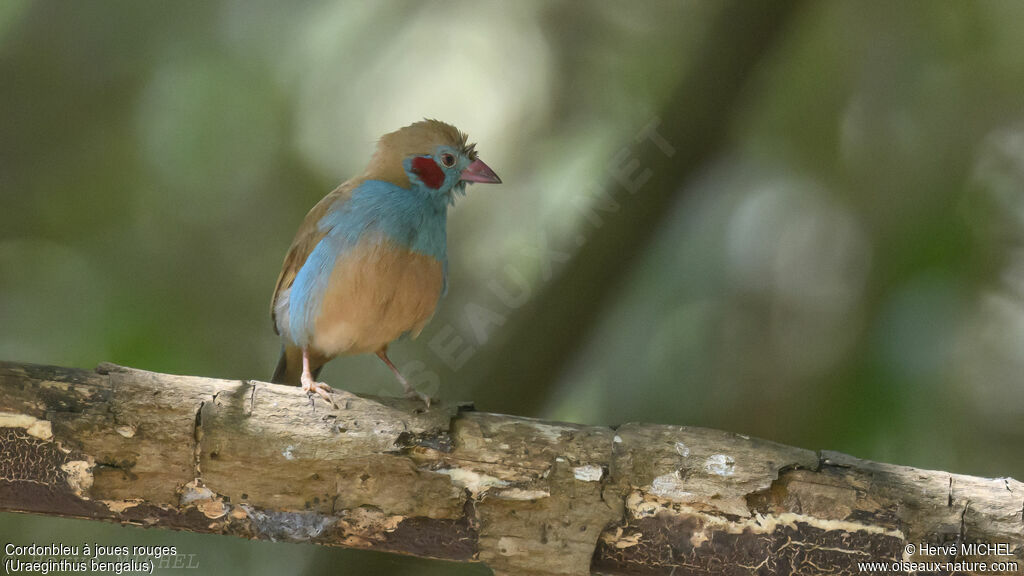 Cordonbleu à joues rouges