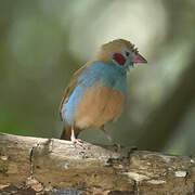 Red-cheeked Cordon-bleu