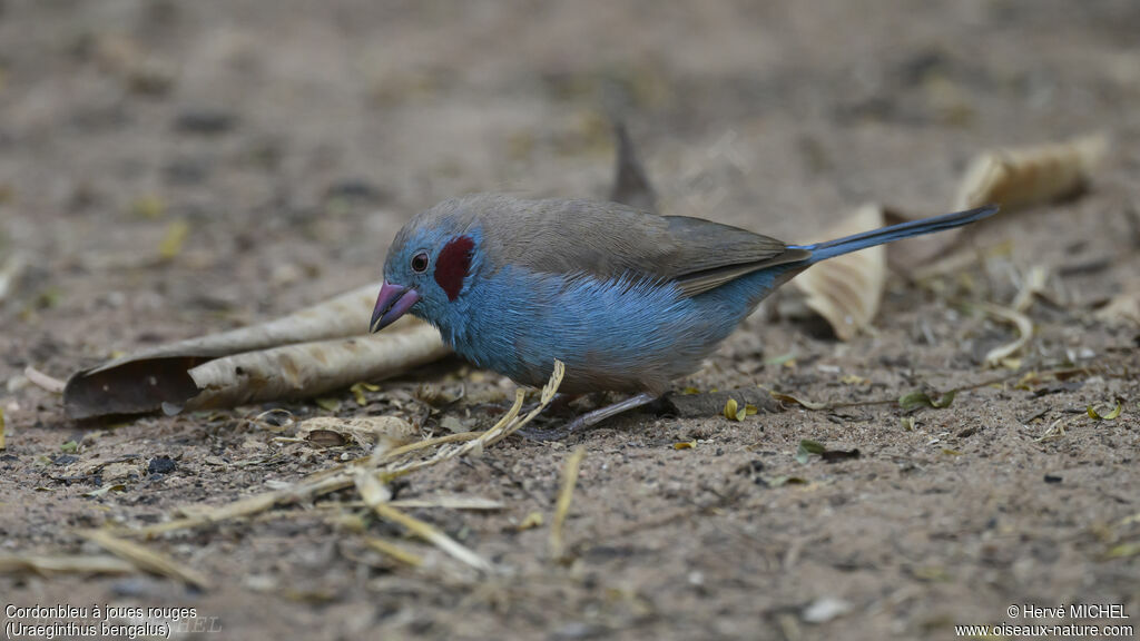 Red-cheeked Cordon-bleu male adult