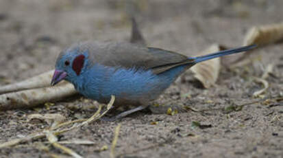 Cordonbleu à joues rouges