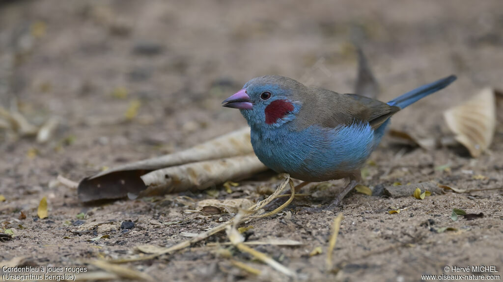 Cordonbleu à joues rouges