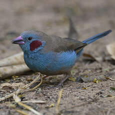 Cordonbleu à joues rouges