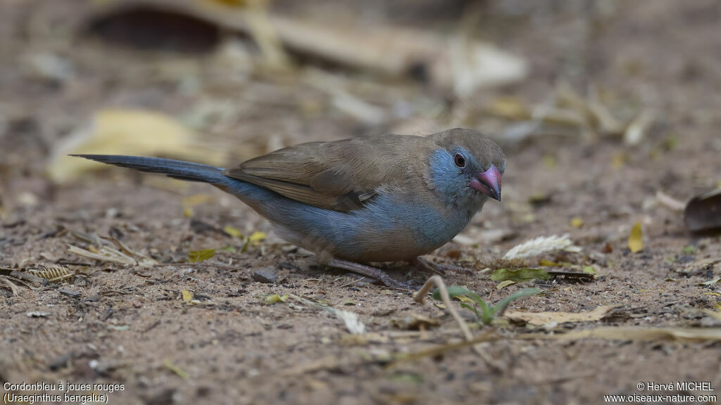 Cordonbleu à joues rouges femelle adulte