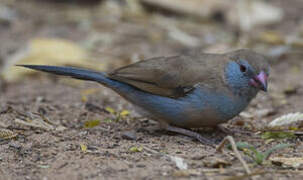 Red-cheeked Cordon-bleu