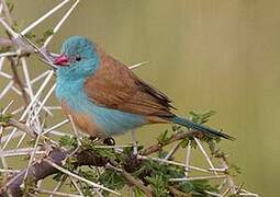 Blue-capped Cordon-bleu