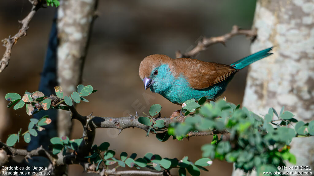 Cordonbleu de l'Angola