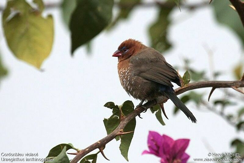 Purple Grenadier female adult, identification