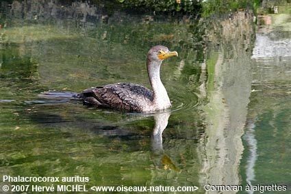 Double-crested Cormorantimmature