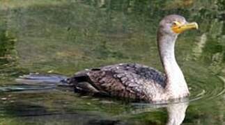 Double-crested Cormorant