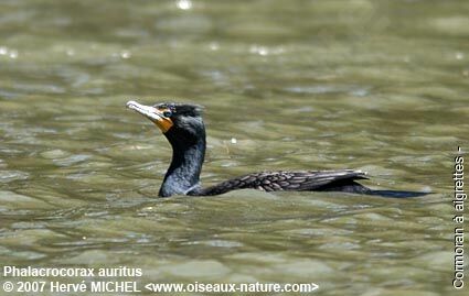 Double-crested Cormorantadult breeding