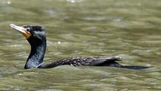 Cormoran à aigrettes