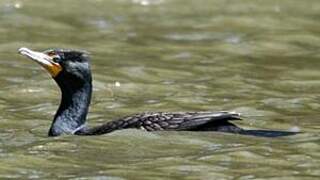 Double-crested Cormorant