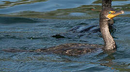 Cormoran à aigrettes