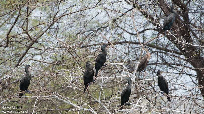 Indian Cormorant, Behaviour