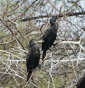 Indian Cormorant