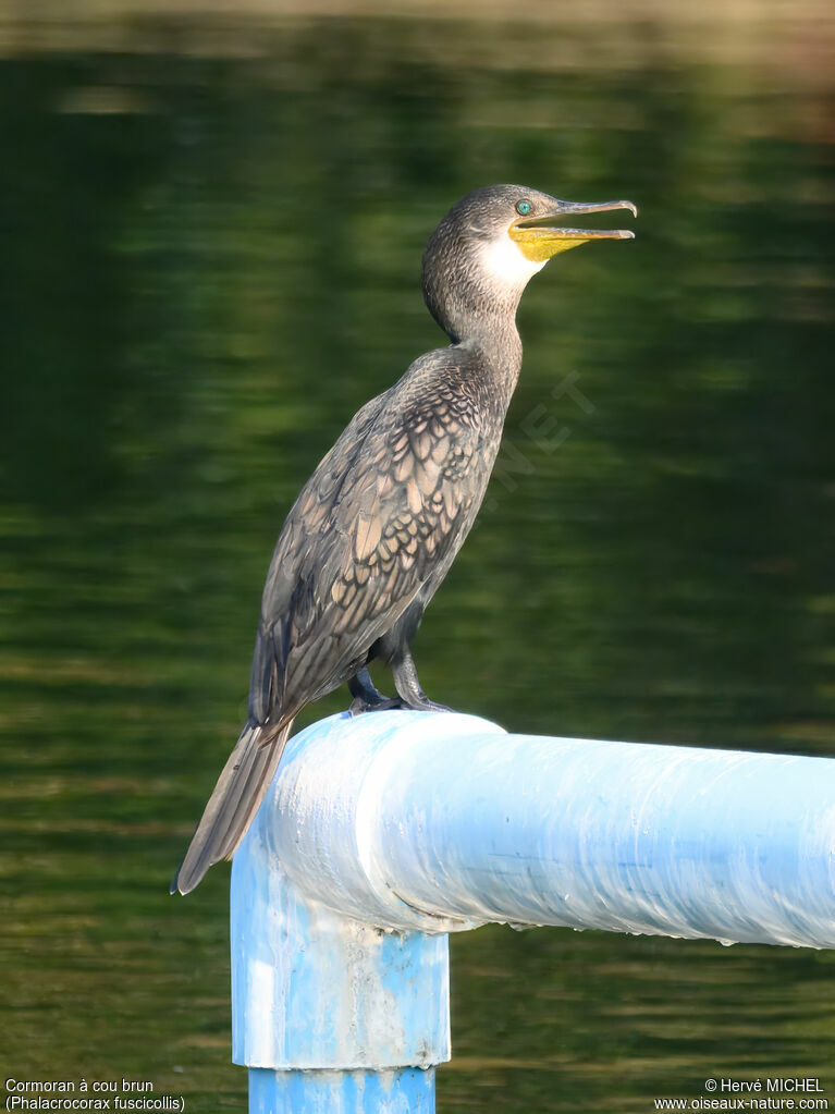 Indian Cormorant