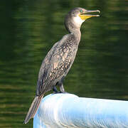Indian Cormorant