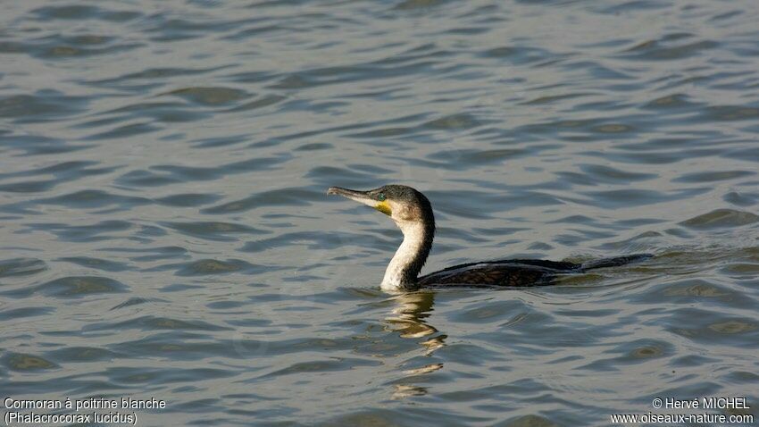 Cormoran à poitrine blanche