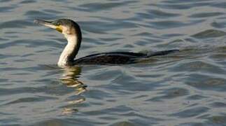 White-breasted Cormorant