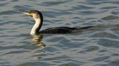 Cormoran à poitrine blanche