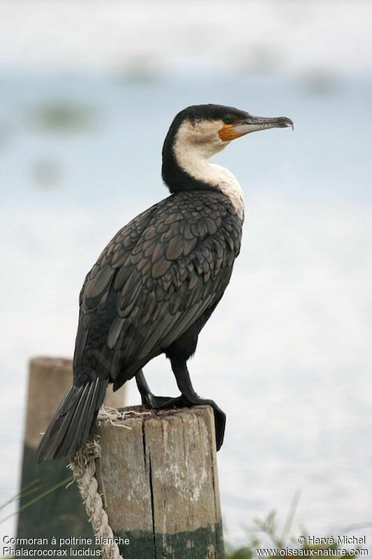 White-breasted Cormorantadult breeding