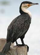 White-breasted Cormorant