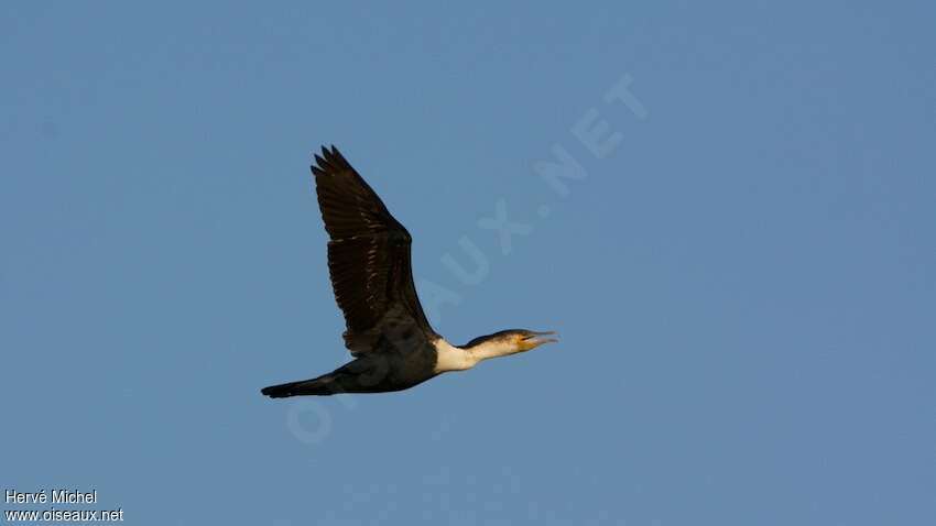 Cormoran à poitrine blancheadulte, Vol