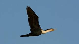 Cormoran à poitrine blanche