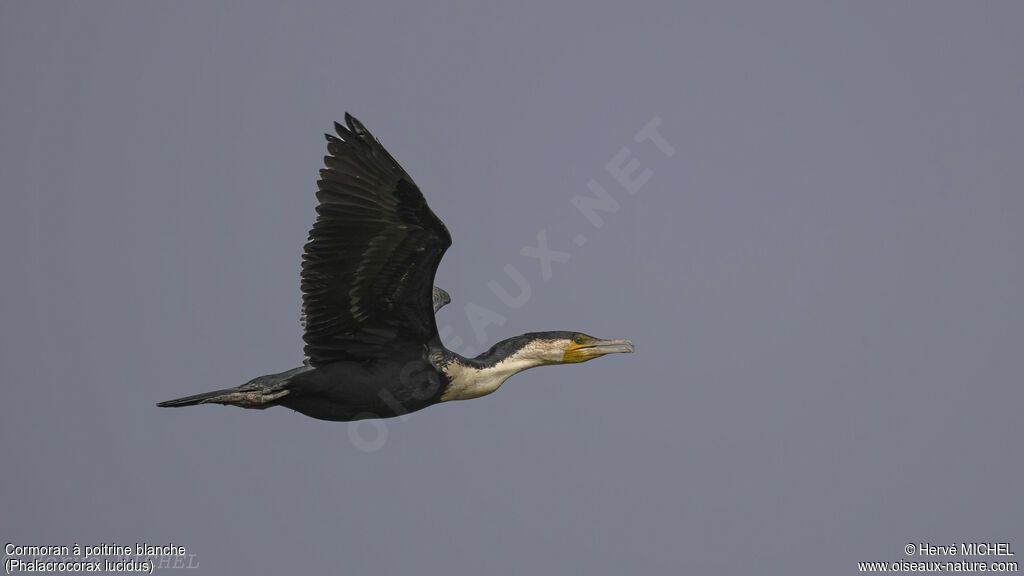 Cormoran à poitrine blanche