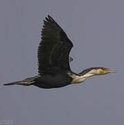 White-breasted Cormorant